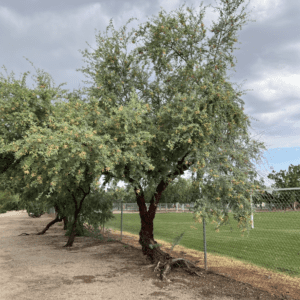 Screwbean Mesquite